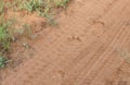 Lion tracks in the sand Royalty Free Stock Photo