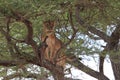 Lion on tree