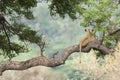 Lion in Tree South Africa