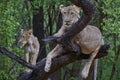 Lion in a tree in South Luangwa National Park, Zambia Royalty Free Stock Photo