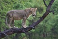 Lion in a tree in South Luangwa National Park, Zambia Royalty Free Stock Photo