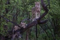 Lion in a tree in South Luangwa National Park, Zambia Royalty Free Stock Photo