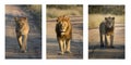 Lion trio. Female, Male and young male on sand road Royalty Free Stock Photo