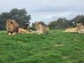 Lion trio looks to the distance