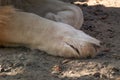 Lion two front legs, paws close-up on sand Royalty Free Stock Photo