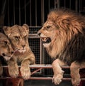 Lion and two lioness Royalty Free Stock Photo