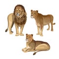 Lion with two lionesses