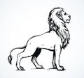 Lion. Vector drawing Royalty Free Stock Photo