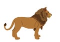 Lion vector illustration isolated on white background. Animal king. Big cat