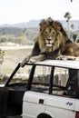 Lion on a Vehicle Royalty Free Stock Photo