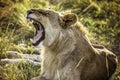 A lion waking in the Maasai Mara Kenya Africa