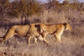 Lion walk