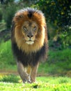 Lion Walk Royalty Free Stock Photo