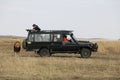 Lion walk behind safari jeep in the wild maasai mara