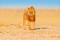 Lion walk. Portrait of African lion, Panthera leo, detail of big animals, Etocha NP, Namibia, Africa. Cats in dry nature habitat, Royalty Free Stock Photo