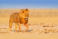 Lion walk. Portrait of African lion, Panthera leo, detail of big animals, Etocha NP, Namibia, Africa. Cats in dry nature habitat, Royalty Free Stock Photo