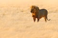 Lion walk. Portrait of African lion, Panthera leo, detail of big animals, Etocha NP, Namibia, Africa. Cats in dry nature habitat, Royalty Free Stock Photo