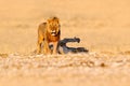 Lion walk. Portrait of African lion, Panthera leo, detail of big animals, Etocha NP, Namibia, Africa. Cats in dry nature habitat,