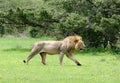 Lion Walking