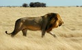 Lion walking