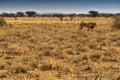 Lion walking on the African savannah. With sunset light, side view. Namibia. Africa.