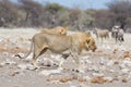 Lion walking in the bush, Zebra and oryx defocused in the background. Wildlife safari in the Etosha National Park, Namibia, Africa Royalty Free Stock Photo