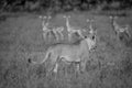 Lion walking in front of a herd of Impalas.