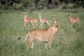 Lion walking in front of a herd of Impalas.