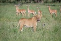 Lion walking in front of a herd of Impalas.