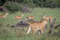 Lion walking in front of a herd of Impalas.