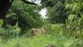 Lion walking with green background