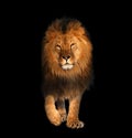 Lion walking isolated on black king of animals Royalty Free Stock Photo