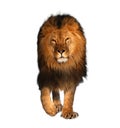 Lion walking isolated on white king of animals Royalty Free Stock Photo