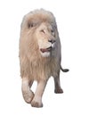 Lion walking and looking at camera isolated at white Royalty Free Stock Photo