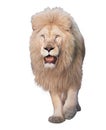 Lion walking and looking at camera isolated at white Royalty Free Stock Photo