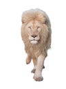 Lion walking and looking at camera isolated at white Royalty Free Stock Photo