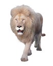 Lion walking and looking at camera isolated at white Royalty Free Stock Photo