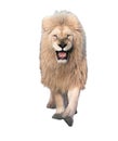 Lion walking and looking at camera isolated at white Royalty Free Stock Photo