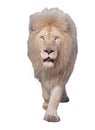 Lion walking and looking at camera isolated at white Royalty Free Stock Photo