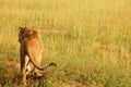 Lion walking off