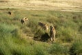 Lion walking in a row after drining at waterhole