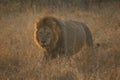 Lion walking in Sabi Sands