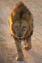 Lion walking in Sabi Sands