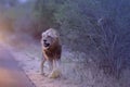 Lion walking on the side of the road with its one eye injured Royalty Free Stock Photo