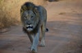 Lion walking in Welgevonden Game Reserve South Africa Royalty Free Stock Photo