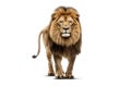 A lion is walking on a white background, created by Generative AI Royalty Free Stock Photo