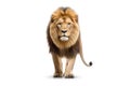 A lion is walking on a white background, created by Generative AI Royalty Free Stock Photo