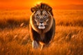 Lion walks through field of tall grass with sunset in the background. Generative AI Royalty Free Stock Photo