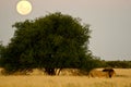 Lion walks in front of full moon Royalty Free Stock Photo