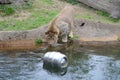 Lion wants keg